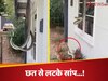 Viral Video