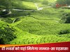टी लवर्स के लिए सबसे बड़ा तोहफा! इन 5 चाय बागानों की कर आइए सैर, मिलेगा जन्नत जैसा एहसास