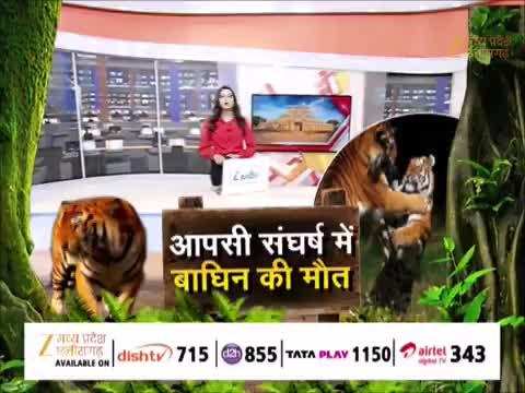 Video: सिवनी के पेंच टाइगर रिजर्व में बाघों के बीच खूनी संघर्ष, मारी गई मादा टाइगर
