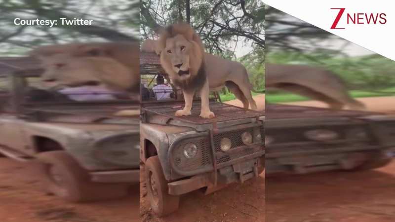 अरे शेर भाई दिक्कत मत लो, अब जंगल में मुफ्त कैब की सुविधा शुरू हो गई है, आराम से बैठो और घूमो; VIRAL