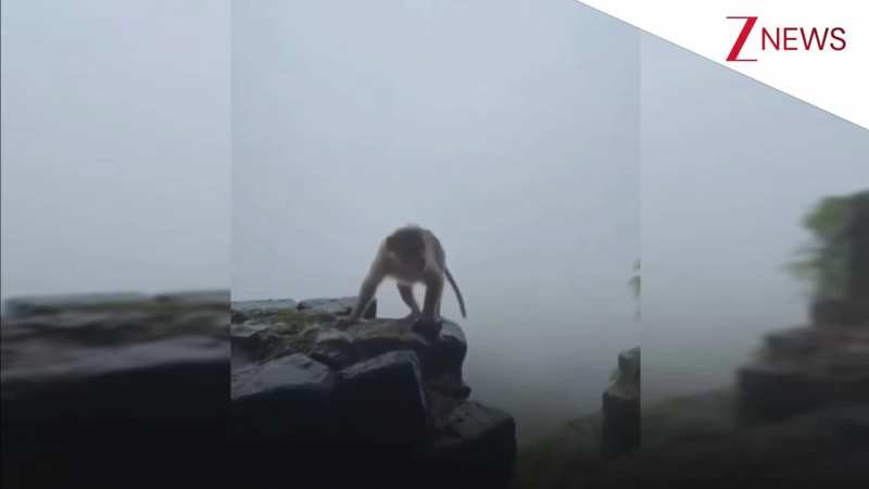 बंदर मैं हूं पर हरकतें इनकी हैं! हे हे हे करके नाच रहा था लड़कों का ग्रुप, हुआ कुछ ऐसा देख यकीन नहीं कर पाएंगे 