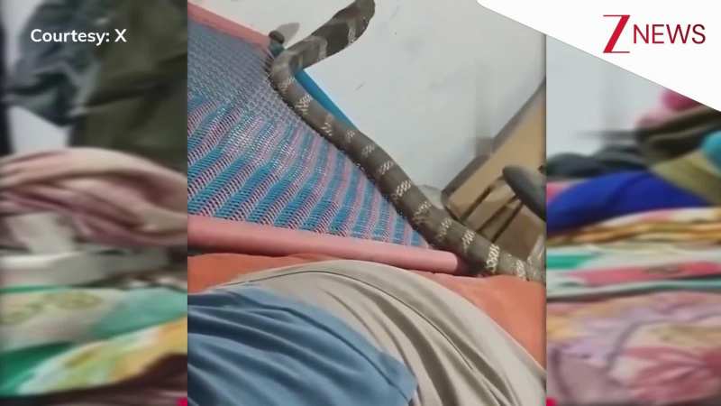 शशश....पलंग पर लेटे हुए शख्स के कमरे में घुस गया 18 फीट लंबा किंग कोबरा, नजारा देख हलक में अटक जाएगी जान