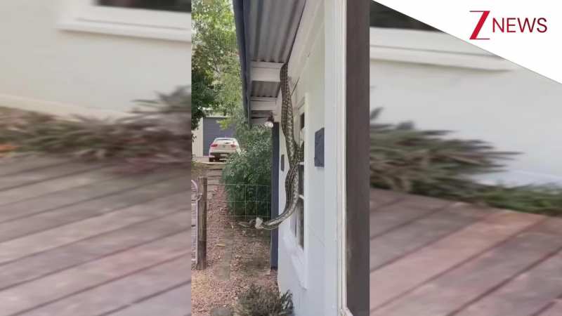 Australia में घर की छत से लटककर इश्क लड़ा रहा था नाग-नागिन का जोड़ा, फिर जो हुआ...हैरान कर देगा VIDEO