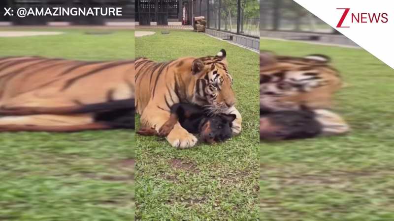कुत्ते से लाड-प्यार जताता नजर आया टाइगर, अनोखी दोस्ती देख हैरत में पड़ गए लोग!