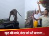 WOW! लड़कों के साथ ठुमके लगाता दिखा बंदर, गैंग के साथ किया Step By Step डांस; देखें वायरल वीडियो