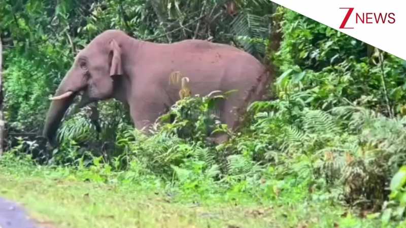 मुझसे पंगा कर दूंगा दंगा...! जंगल से मेन रोड़ पर निकलते हुए झाड़ियों में फंसा हाथी, फिर ऐसा निकाला गुस्सा; देख हंसी छूट जाएगी