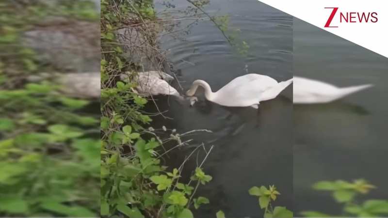 सच्चे प्रेम की मिसाल: बेजान पार्टनर को चोंच से जगाने की कोशिश करता दिखा हंस, VIDEO इमोशनल कर देगा!