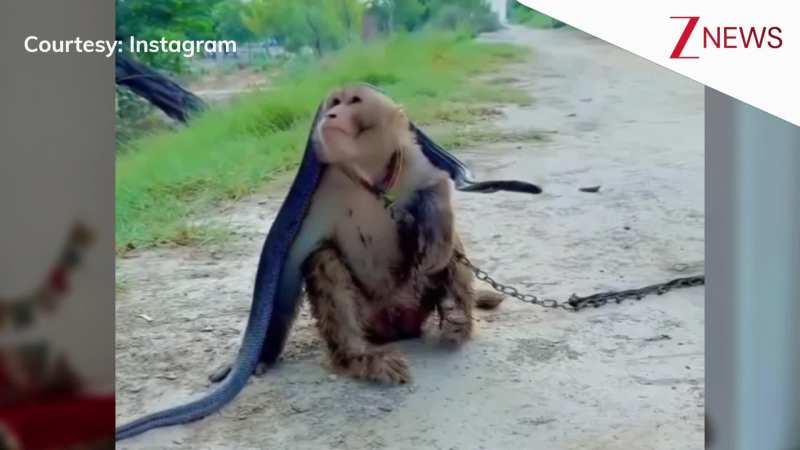 नाग देवता के आगे सिर झुकाते हुए नजर आए केसरी नंदन, वीडियो ने जीत लिया लाखों लोगों का दिल; VIRAL