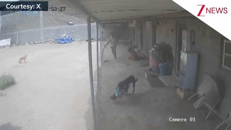 2 साल के बच्चे को ब्रेड की तरह मुंह में दबाकर ले गया कुत्ता, CCTV में कैद हुआ घटना का खौफनाक मंजर!