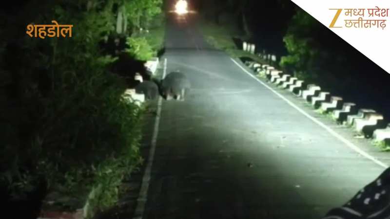 Shahdol Video: घायल बच्चे को बचाने के लिए मादा भालू ने रोक दिया ट्रैफिक, छाती से चिपकाए बैठी रही