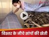 बिस्तर के नीचे सांपों की खेती! लड़की ने बेडरूम को बना दिया स्नेक फार्म, Video देख लोगों की निकल गई चीख
