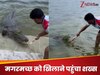 Video: मगरमच्छ को मांस खिलाने नदी में उतरा युवक और फिर... देखें वायरल वीडियो