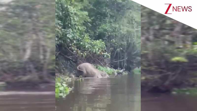 नदी में नहाने घुसा हाथी, घात लगाए बैठे मगरमच्छ ने कर दिया अटैक; फिर जो हुआ देख रूह कांप जाएगी