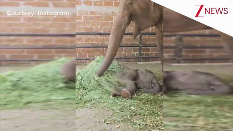 जमीन पर सो रहे बेबी हाथी की झाड़ से हवा करते दिखी हथिनी, देख यूजर्स बोले- 'मां बच्चों के लिए कुछ भी कर सकती है'