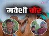 Nuh News: नगला जमालगढ़ गांव में रात के अंधेरे में मवेशी चुराने वाले चोरों को ग्रामीणों ने पकड़कर पीटा