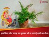 सप्ताह के इन दिनों और घर की इस दिशा में कभी ना लगाएं शमी का पौधा, शुरू हो जाएगी शनि की साढ़ेसाती