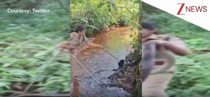 महिला फोरेस्ट अफसर ने किया 18 फीट लंबे किंग कोबरा का रेस्क्यू, वीडियो देख आप भी देंगे हिम्मत की दाद