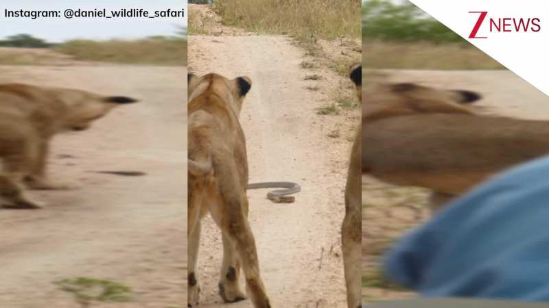 कोबरा सांप को देखकर हड़बड़ा गए 2 शेर, डरकर दूर से ही देखते रहे दोनों, वायरल वीडियो देख हैरान रह गए लोग!