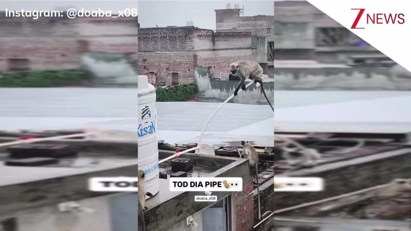 छत पर मस्ती कर रहा था बंदरों का झुंड, एक ने किया कुछ ऐसा कि हो गया नुकसान, देख लीजिए ये वीडियो!