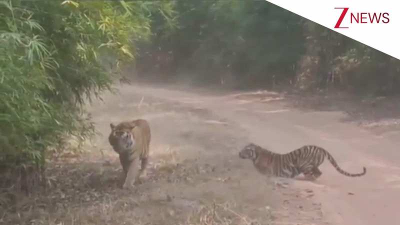 झुंड पर राज करने के लिए अपने ही बाप से भिड़ गया टाइगर का बच्चा, हुई ऐसी हाथापाई; वीडियो देख रोंगटे खड़े हो जाएंगे!