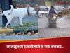 बरसात में जानवरों के पेशाब के जरिए इंसानों में फैलती है ये बीमारी, इन लोगों को सबसे ज्यादा खतरा
