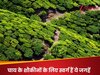 Tea Lovers Paradise: चाय के शौकीनों के लिए स्वर्ग हैं ये जगहें, खुशबू से महक उठेगा दिल