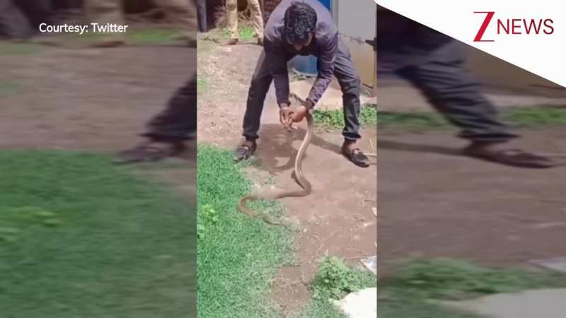 'अपने आप को खतरों का खिलाड़ी समझा है क्या'...सांप को पकड़ पंगे ले रहा था शख्स, हाथ पर ऐसा डसा देख उड़ जाएंगे होश!  