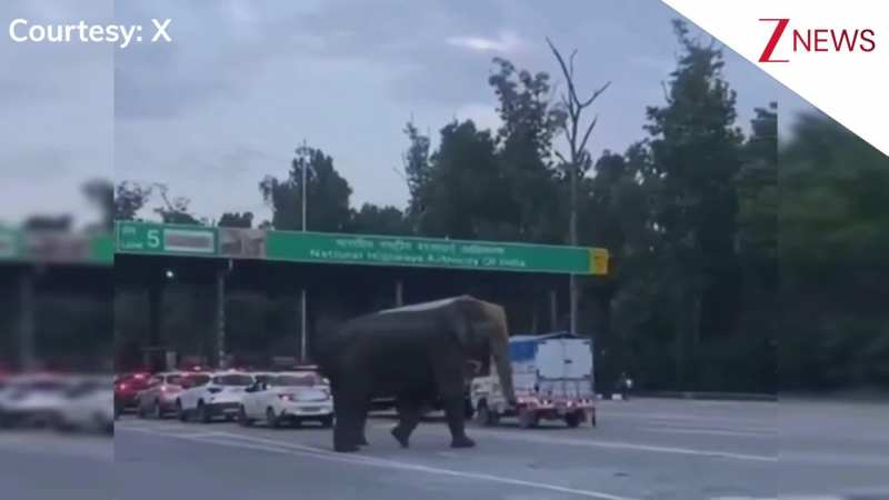 जंगल से अचानक टोल प्लाजा पर पहुंच गए गजराज जी, सूंड से ही फोड़ डाला गाड़ी का शीशा, देखिए CCTV फुटेज!