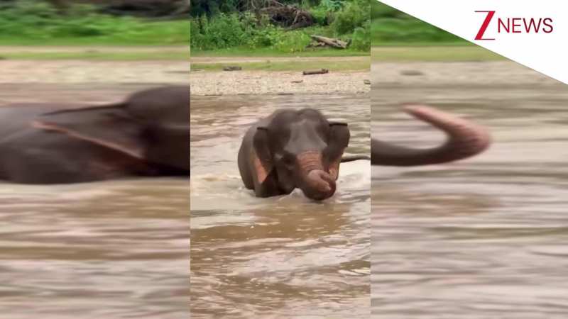 हथिनी के 2 दोस्त नहीं आए तो अकेले ही नदी में कूद पड़ी, फिर उनको बुलाने के लिए सूंड उठा-उठाकर ऐसा चिल्लाई; देख मुस्कुरा देंगे आप!