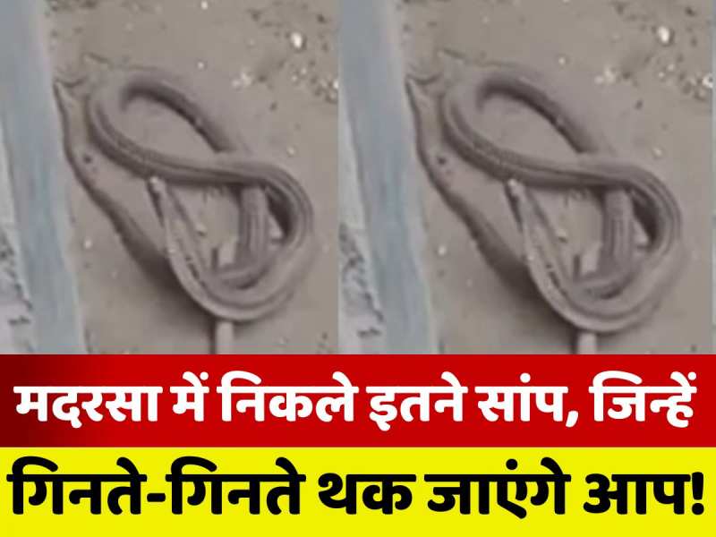 Snake Video: मदरसा इस्लामिया में मिला सांपों का डेरा, वीडियो देखिए डर जाएंगे