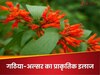 गठिया-अल्सर और पेट की समस्या का काम तमाम कर सकता है ये पौधा, आयुर्वेद भी मानता है लोहा