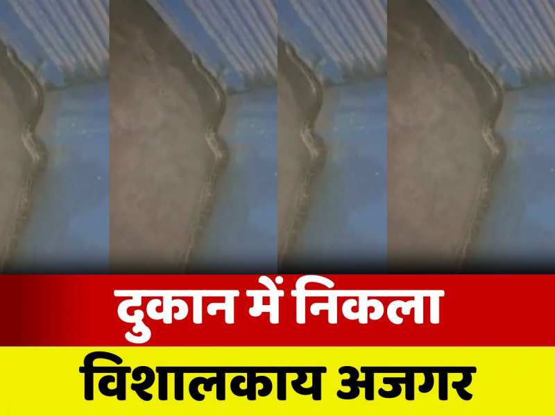 Bettiah Snake Video: दुकान में अचानक दिखा अजगर, लोगों में मचा हड़कंप, देखें वीडियो