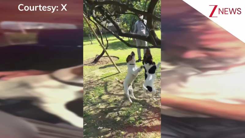 सुप्रीम कोर्ट के फैसले के बाद डॉग लवर्स शेयर कर रहे Rahul Gandhi का ये प्यारा वीडियो, आपने देखा क्या?