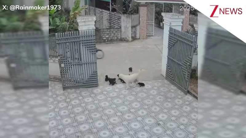 गेट के बाहर चला गया पप्पी तो भागकर आई लैब्राडोर मॉम, यूं ले गई अंदर, वीडियो को मिले 1 मिलियन से ज्यादा व्यूज!