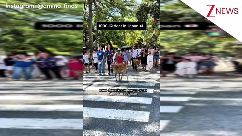 रेड हुई लाइट तो रुका, ग्रीन पर चल पड़ा... बहुत समझदार हैं जापान के हिरण, खुद ही देख लीजिए ये वीडियो!