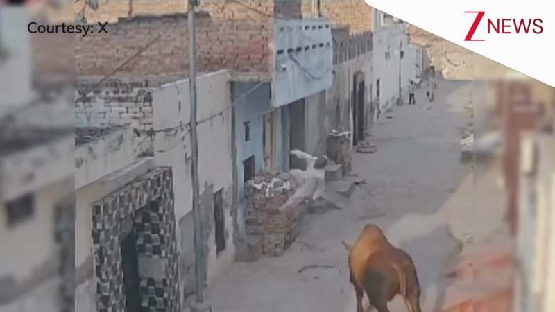 सांड ने बुजुर्ग पर किया हमला, पहले हवा में उछला, फिर ईंटों से टकरा कर जमीन पर गिरा, देख कांप जाएगी रूह