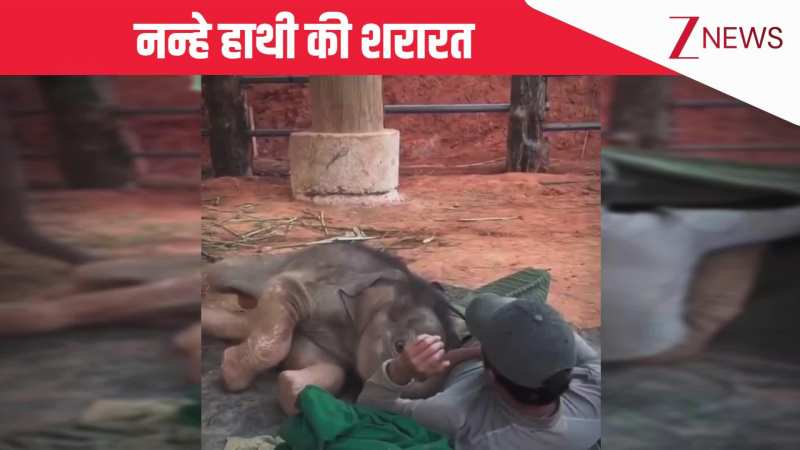 सोते हुए केयरटेकर के पास आया नन्हा हाथी, चादर हटा लुटाया ढेर सारा प्यार, मासूमियत देख पिघले यूजर्स