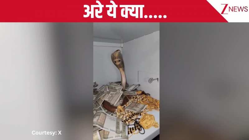 अरे बाप रे बाप! तिजोरी में कैश-जेवरात के साथ कुंडली मारकर बैठा दिखा किंग कोबरा, वायरल हो रहा चौंका देने देने वाला वीडियो!