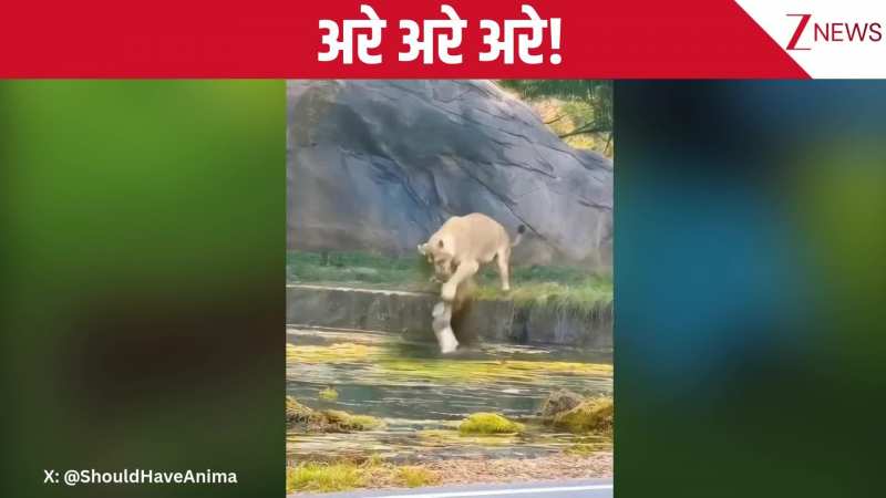 अरे ये क्या किया! नन्हे शावक को पानी में धकेलकर खुद ही घबरा गई मां शेरनी, फिर जो हुआ... देख लीजिए ये वीडियो