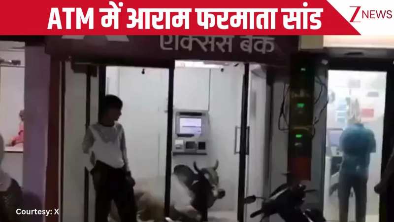 ATM के अंदर आराम फरमाता सांड, बाहर खड़े रह गए लोग... सोशल मीडिया पर वायरल हो गया वीडियो!