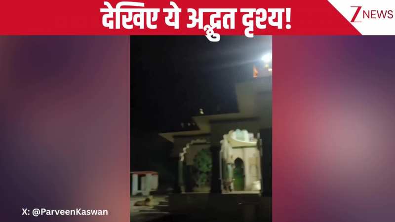 मंदिर की सुरक्षा में 'जंगल की रानी'! रात में मंदिर की रखवाली करती शेरनी का वीडियो हुआ वायरल, आप भी देखिए ये अद्भुत नजारा