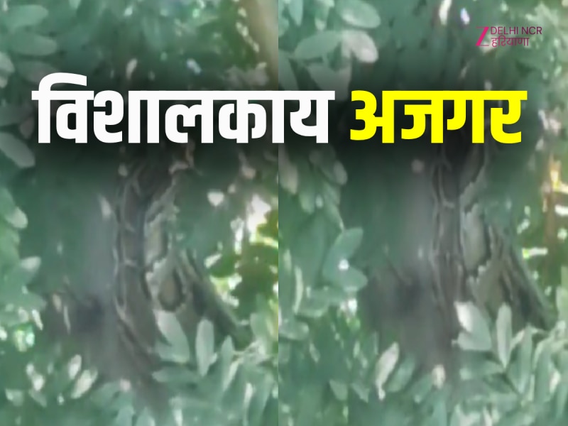 धारूहेड़ा में पक्षी का शिकार करने पेड़ पर बैठा दिखा अजगर, वन विभाग ने किया रेस्क्यू
