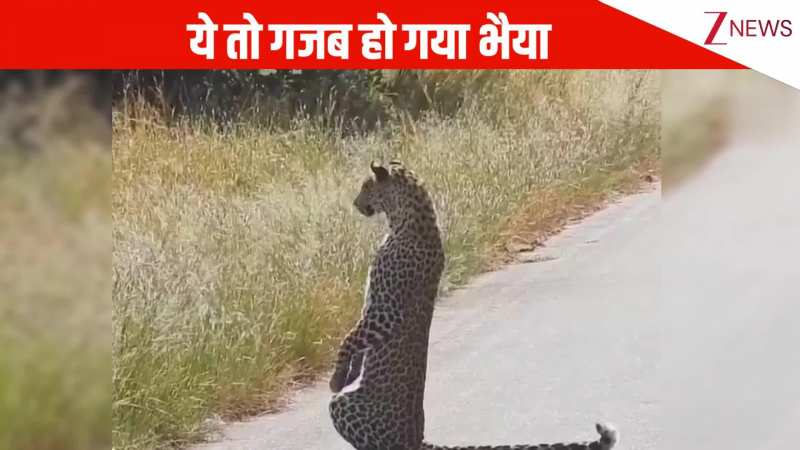 अरे भैया गजब हो गया, शिकार को देखने के लिए अपने पैरों पर खड़ा हुआ तेंदुआ, नजारा देख उड़ गए पब्लिक के होश