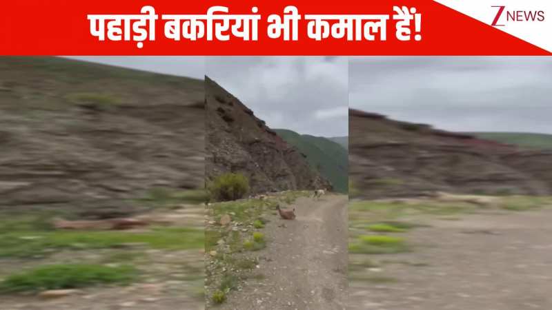 यहां फिजिक्स का नियम भी छुट्टी पर चला गया...एक पहाड़ से दूसरे पहाड़ पर छलांग लगाते दिखी बकरियां, हैरान कर देगा वीडियो