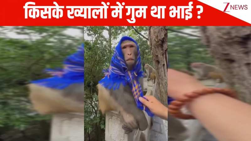 किसके ख्यालों में गुम था भाई...? बंदर को शख्स ने पहनाया मफलर, फिर मंकी ब्रो ने जो किया देख हंसी छूट जाएगी