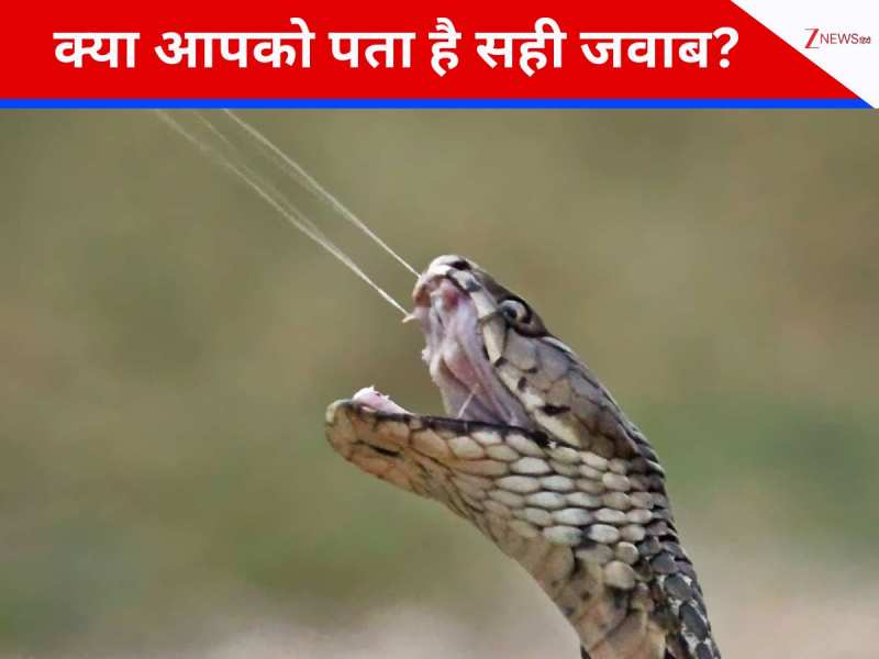 GK Quiz: 90% लोगों को नहीं पता होगा, सांप का जहर किस रंग का होता है? 