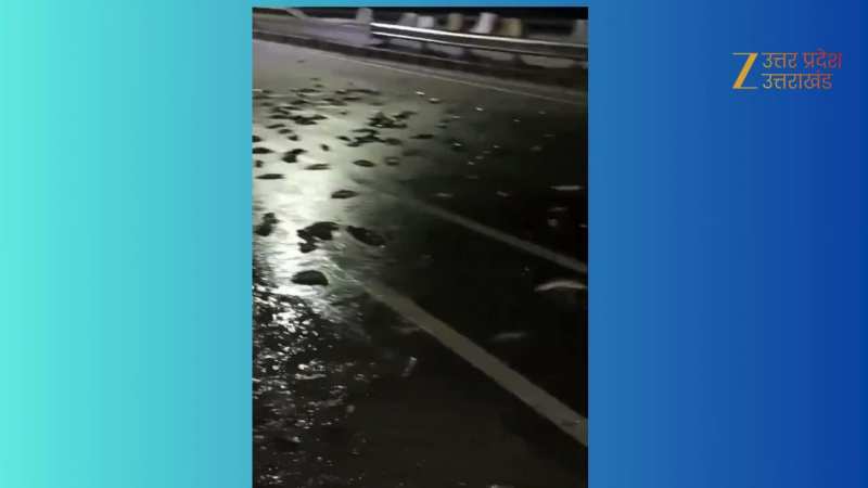 सड़क पर आया मछलियों का सैलाब! दूर तक मछली ही मछली, कानपुर से हैरान करने वाला वीडियो वायरल 