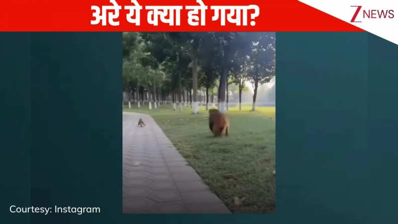 अभी रुक बताती हूं तुझे...नन्हे से बंदर की मासूमियत देखो, मां के मुंह के पास पटाखा फोड़ कर दुम दबाकर भागा, VIRAL