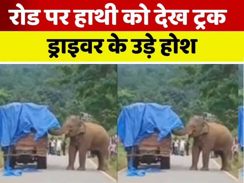 बाल-बाल बचा ड्राइवर, जंगल से सड़क पर आया हाथी, मंजर देख थम गईं सांसें बाल-बाल बचा ड्राइवर, जंगल से सड़क पर आया हाथी, मंजर देख थम गईं सांसें
