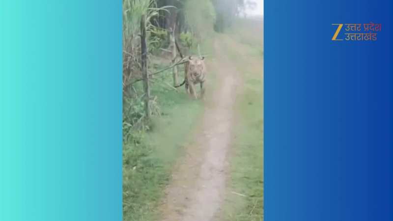 अचानक गन्ने के खेत से कार के सामने आया बाघ, चालक के उड़े होश, काफी दूर तक किया पीछा 